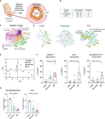 Single cell analysis via mass cytometry of spontaneous intestinal perforation reveals alterations in small intestinal innate and adaptive mucosal immunity